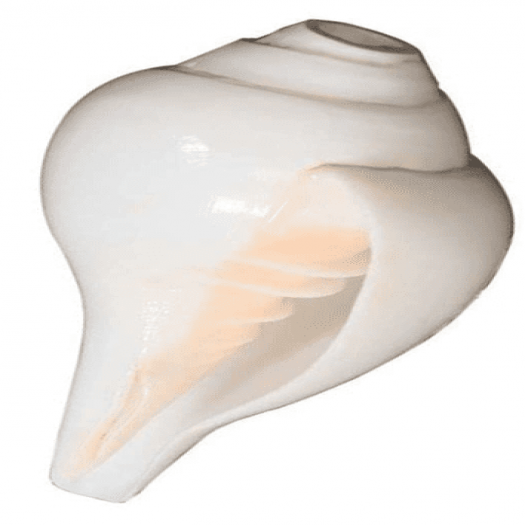 White Shankh